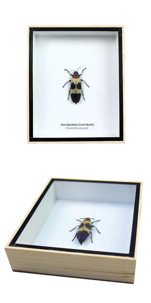 楽天市場】【宅配便送料無料】昆虫の標本 キバネツマルリタマムシ