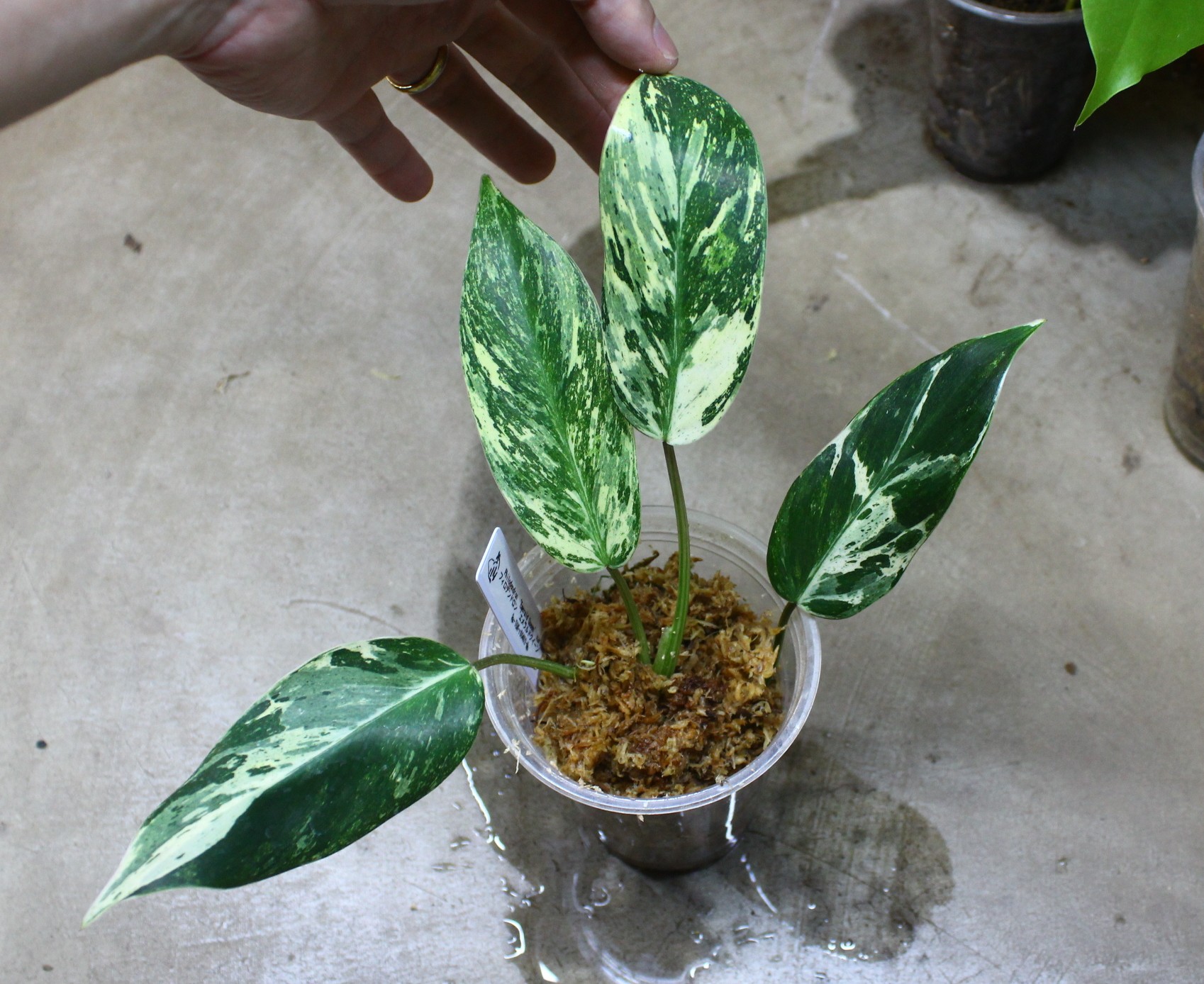 フィロデンドロン エメラルドクィーン斑入り | AQUASHOP つきみ堂