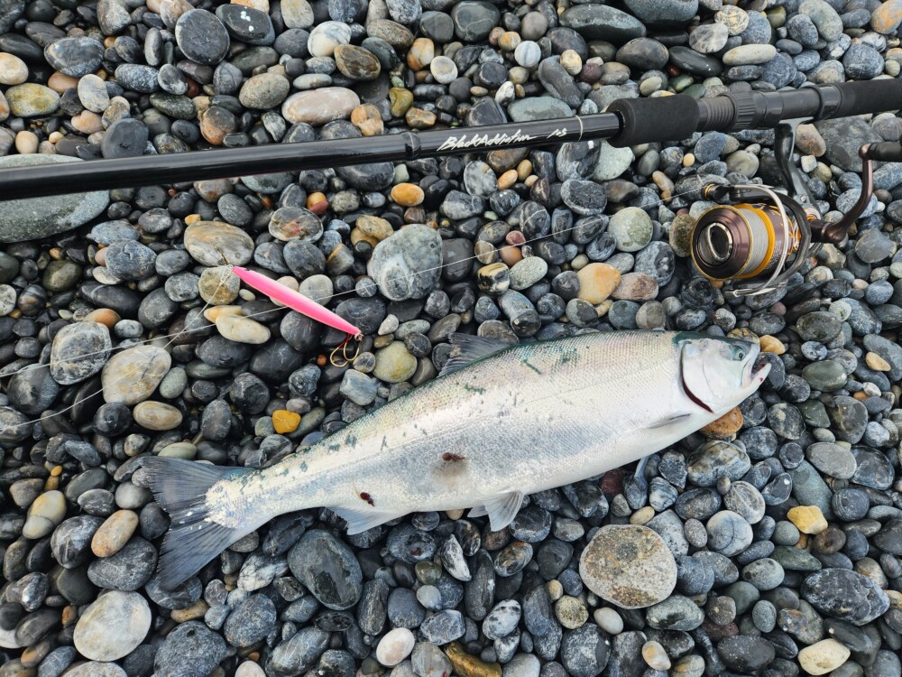 北海道 道南 海サクラマス (BlackAddiction105) | TRUTH JAPAN