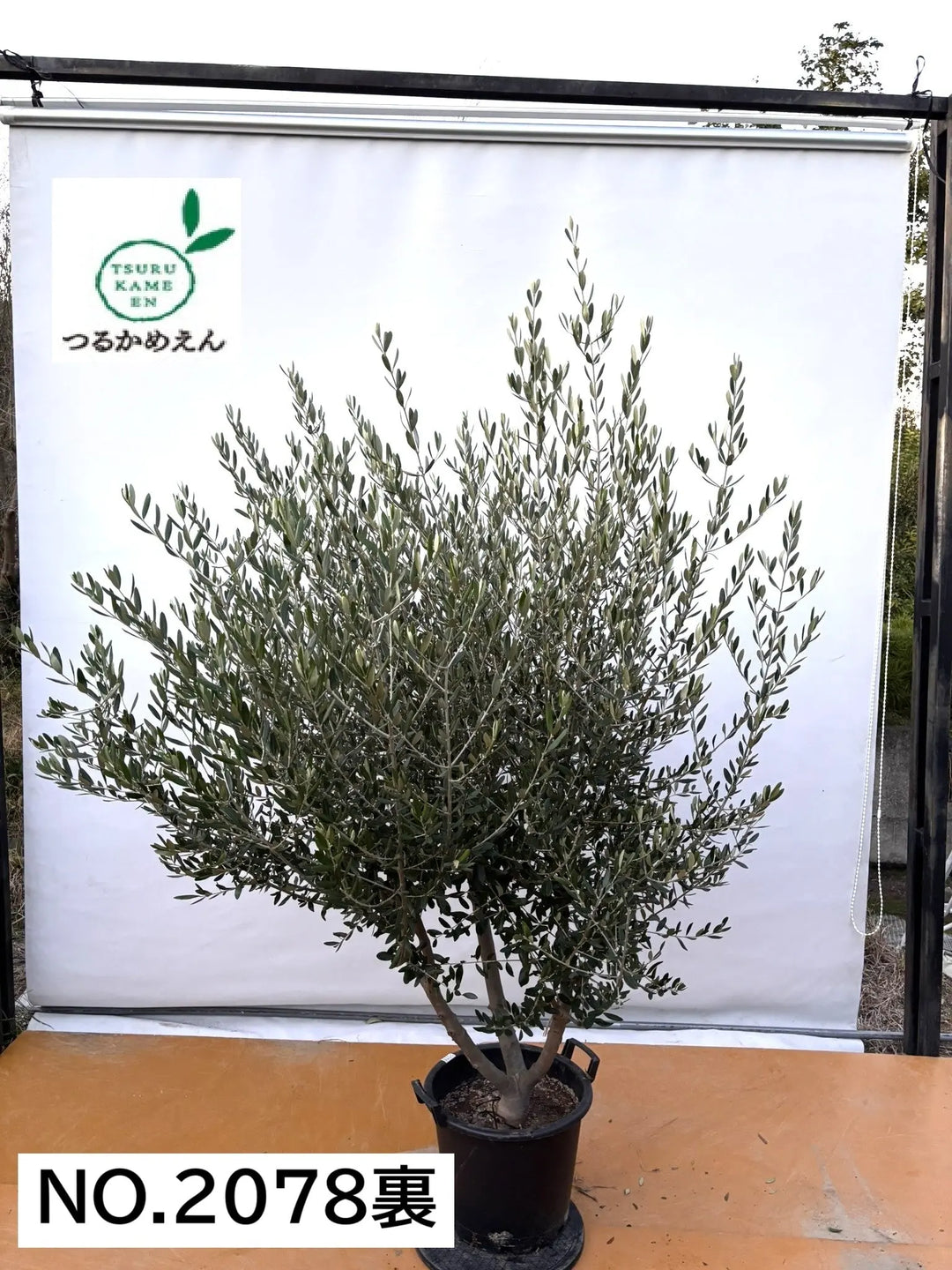 NEW【法人限定】ルッカ（オリーブの木）｜XLサイズ｜NO.2078｜約210cm