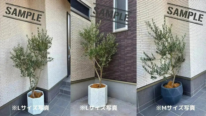 希少・白葉・室内向き】ホワイト（オリーブの木）〈柳型樹形〉｜約80cm