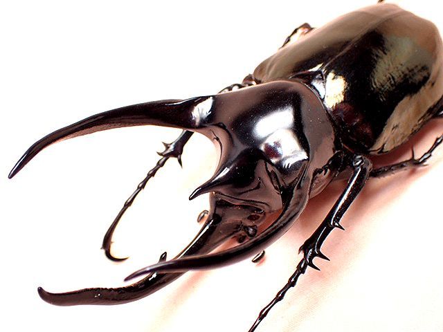 ☆ベトナム産！タイリクコーカサスオオカブト♂118mm標本