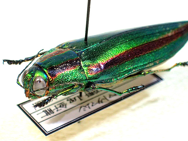 ☆能勢産ヤマトタマムシ40mm標本☆ - INSECT ULTIMA