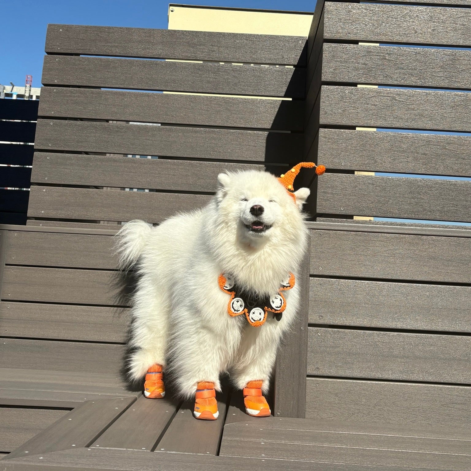 海外犬服 高品質なインポートのドッグウェア通販 