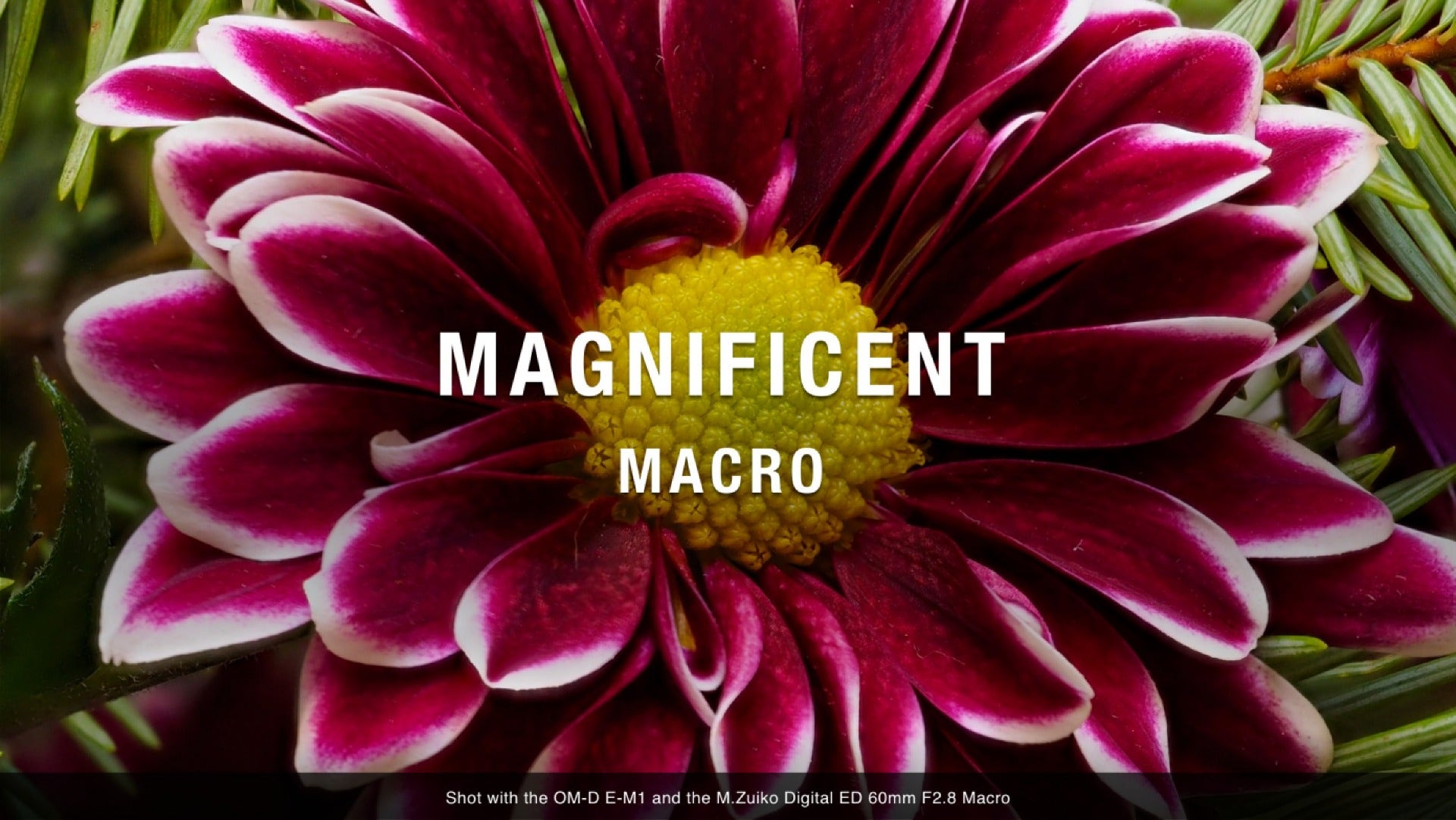 Buy M.Zuiko Digital ED 60mm F2.8 Macro OM From OM SYSTEM