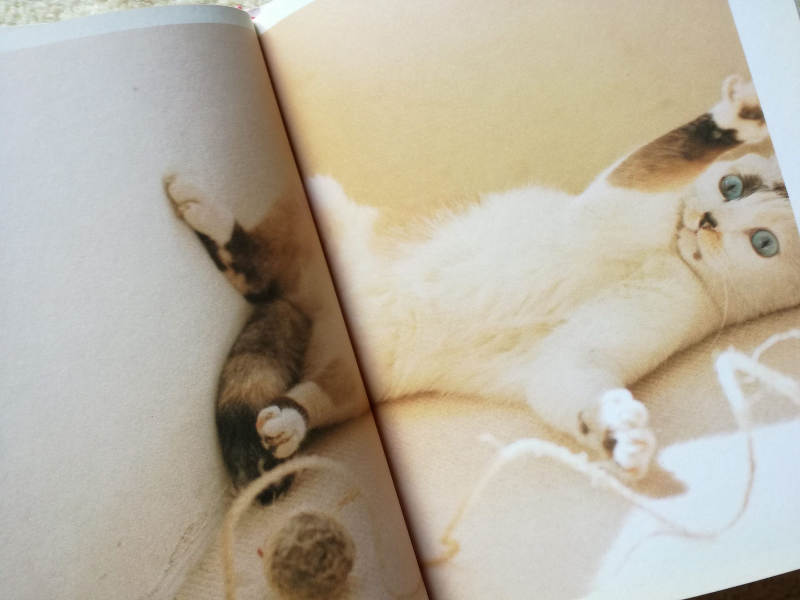 ミーちゃんといっしょ | 猫本専門書店 書肆 吾輩堂