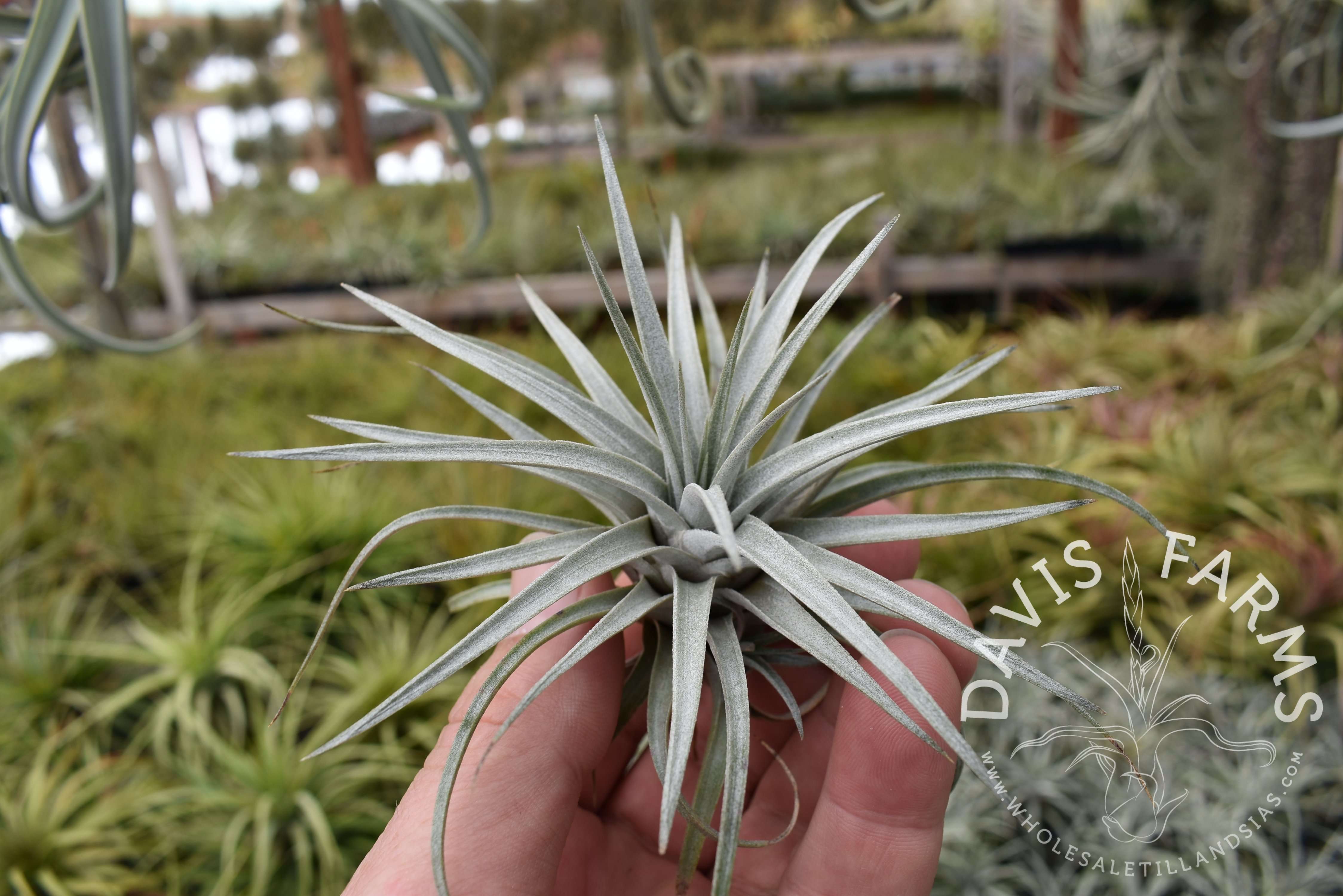 Tillandsia mima chiletensis - Davis Farms Wholesale Tillandsias