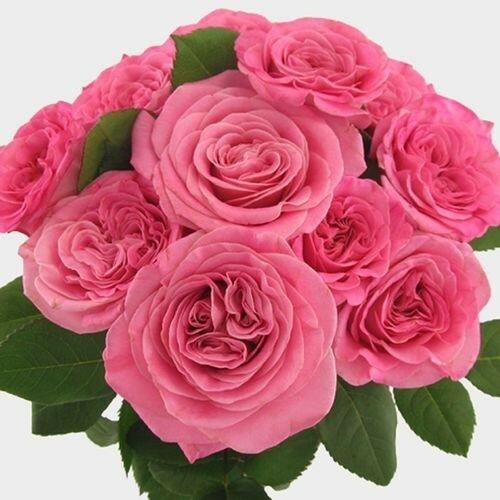 Ashley Pink Garden Roses | Ashley Garden Roses Wholesale
