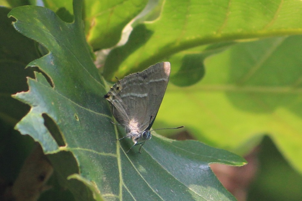 ハヤシミドリシジミ～珍しい？生態写真や生息地、食草、越冬、亜種など