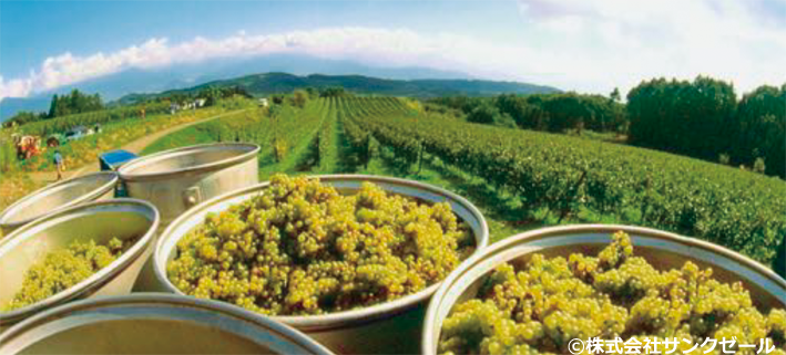 株式会社アルネット｜東京都にあるビーバンジョア健康肌化粧品販売店