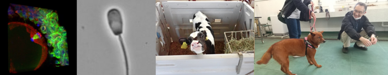 獣医臨床繁殖学研究室 ｜ 国立大学法人東海国立大学機構 岐阜大学 応用