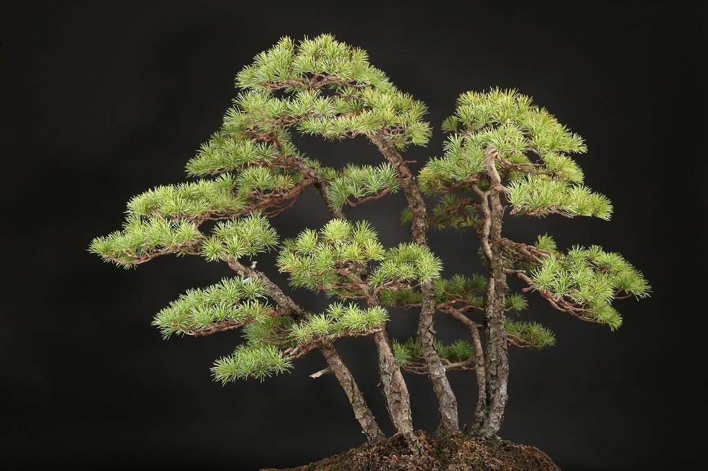 天然石鉢 五葉松盆栽】 ⭕期間限定❗ 【公式通販】