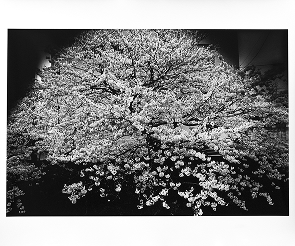 桜花【サイン入】 / 森山大道 | 小宮山書店 KOMIYAMA TOKYO | 神保町