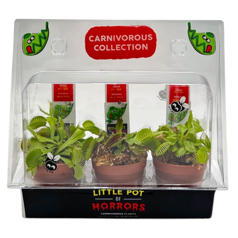 Venus Flytrap Trap Pack – 30 Live Plants - BugBitingPlants.com