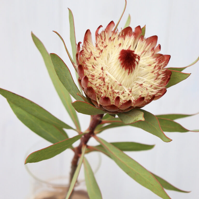 ネイティブフラワー – ページ 7 – 株式会社グリーンパックス