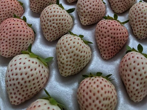 取扱品目 | 株式会社伊達苺ファーム