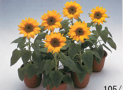 ひまわり - e-種や｜国内最大級の野菜種・花種・苗・農業資材の販売店