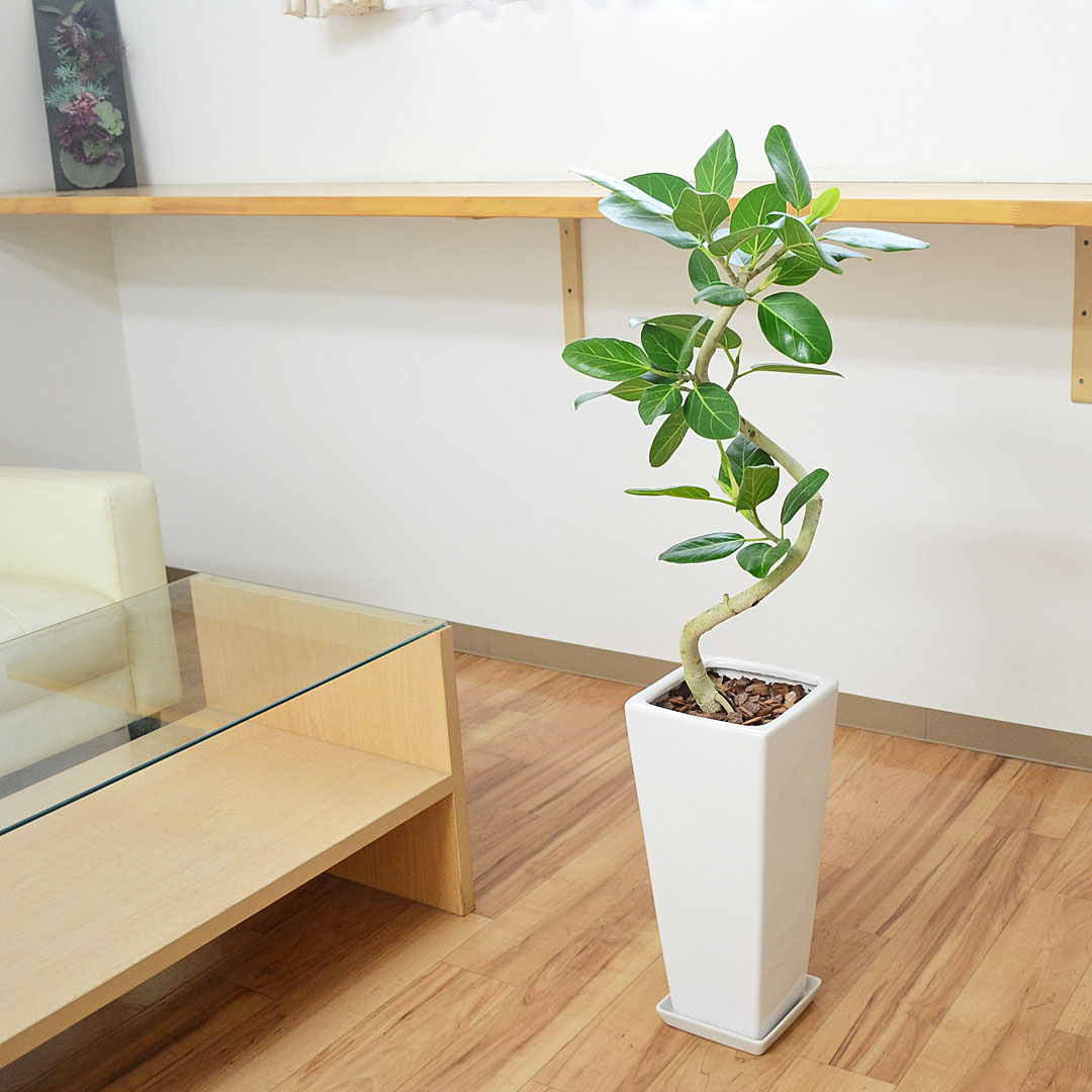 観葉植物の販売・ギフトならフラワーコーポレーション / 観葉植物