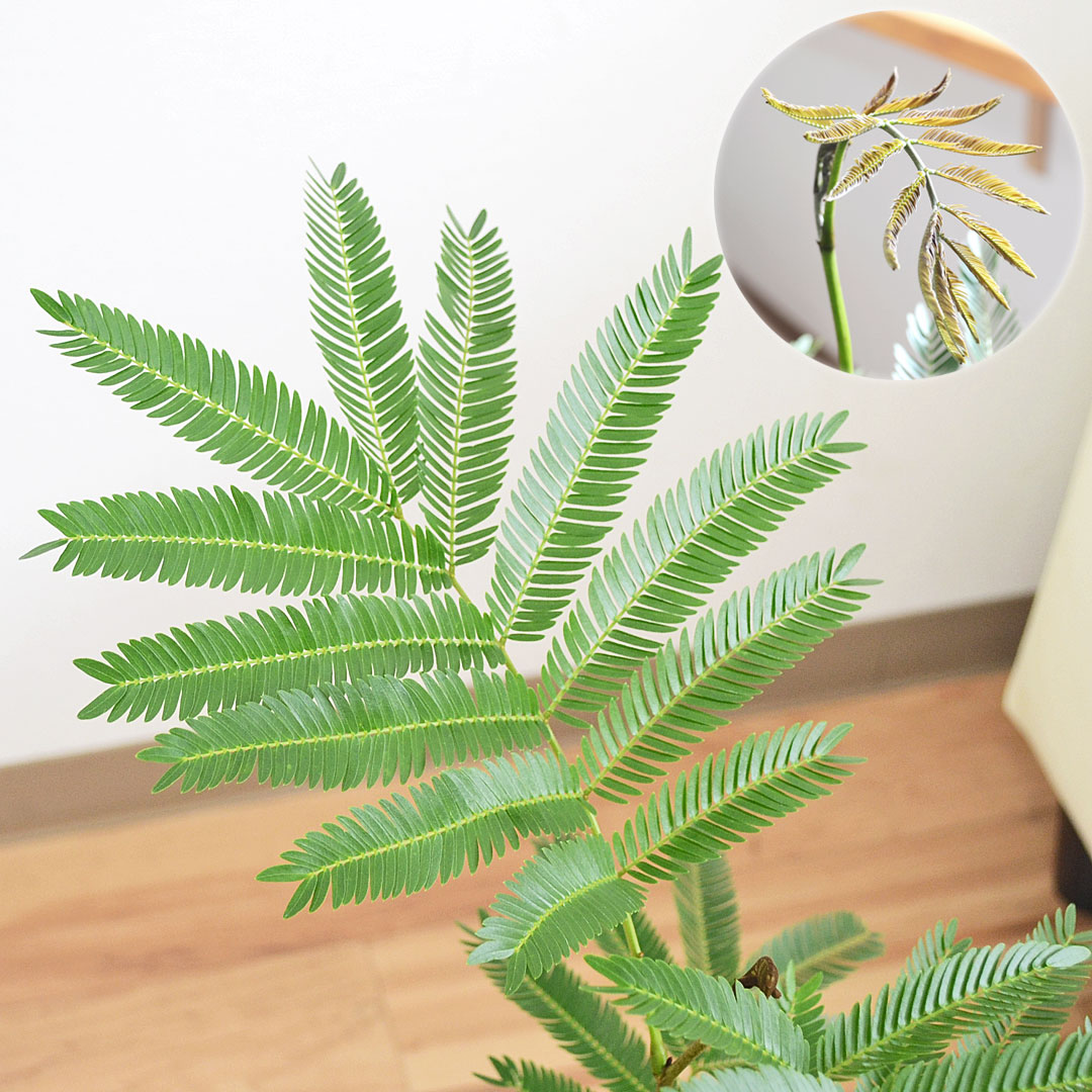 観葉植物の販売・ギフトならフラワーコーポレーション / 観葉植物