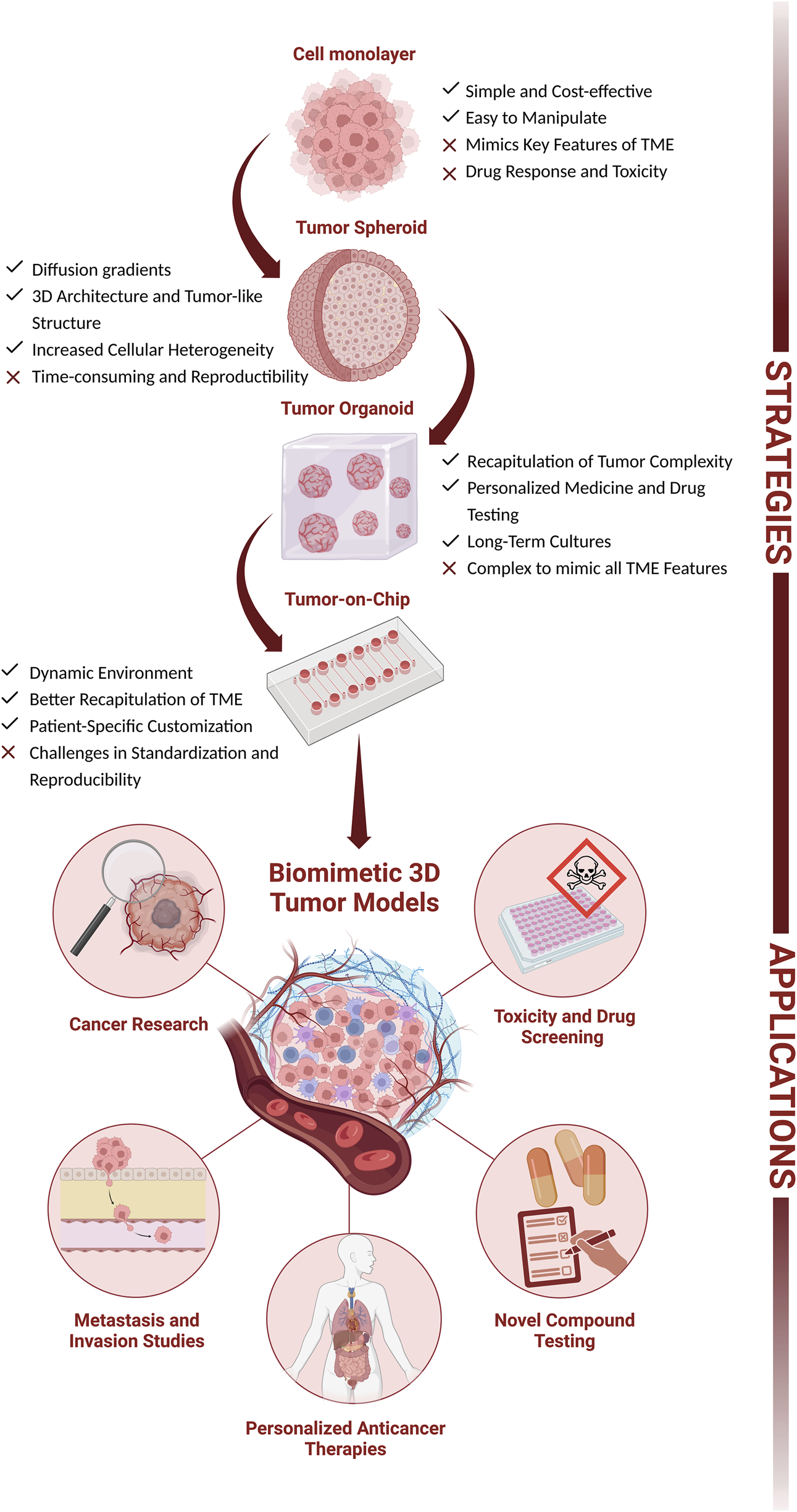 Frontiers | Breaking the mold: 3D cell cultures reshaping the