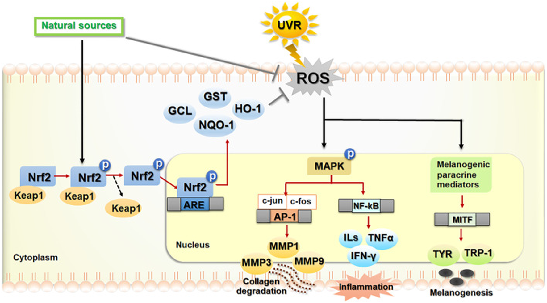 Frontiers | Dysregulation of autophagy during photoaging reduce