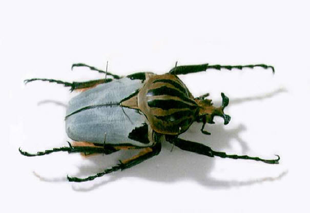 知恵の輪-カタモンオオツ🐞○外