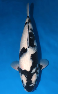 Koi Champions Archive - Kodama Koi Garden | Fish & Pond Supplies