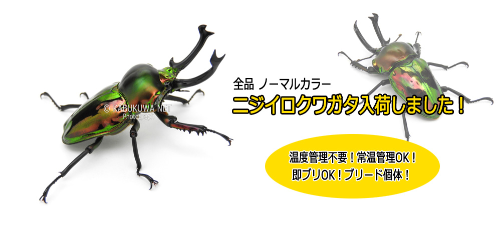 KBファーム】菌糸ボトル AG1100pp カブトムシ クワガタムシ