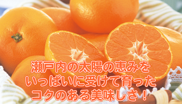 早生みかん | みかん大事典 | みかんのことなら「のま果樹園