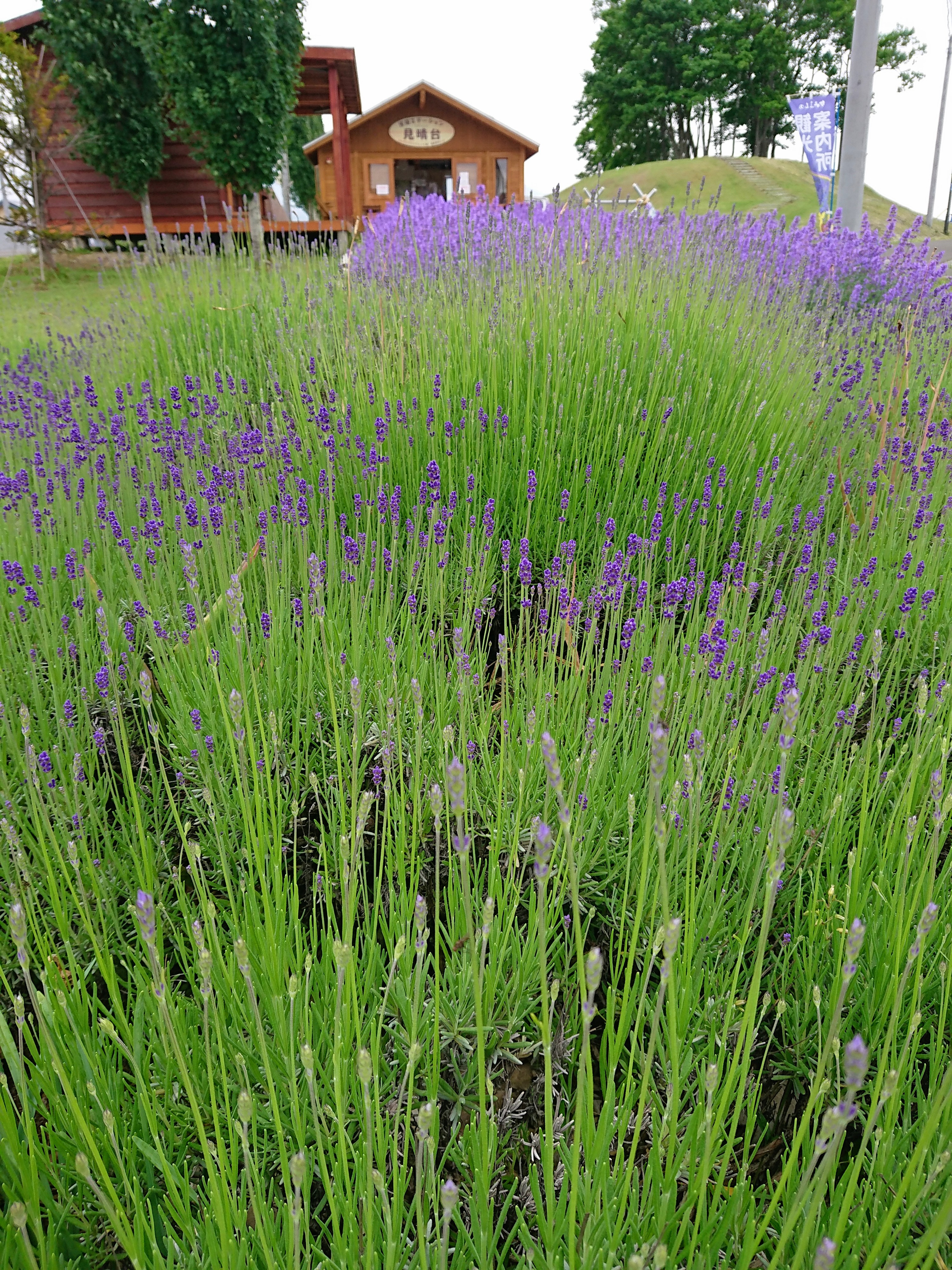 ラベンダーが色づきはじめました♪