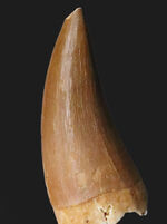 モササウルス、化石の通販・販売｜厳選した本物のモササウルス標本