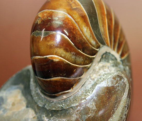 なんと1kg超えのスーパーサイズ！かつ非の打ち所がない美品！白亜紀