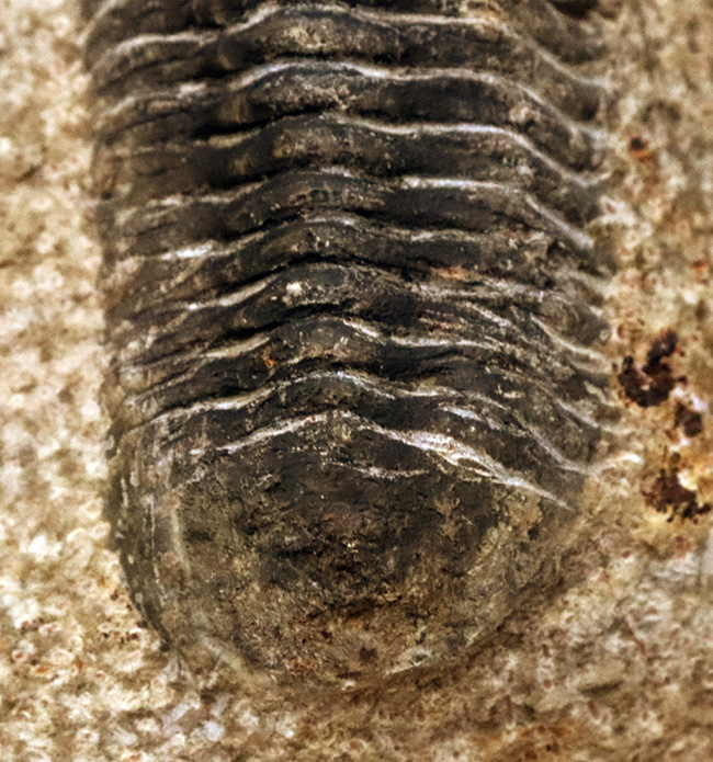 モロッコ産デボン紀の三葉虫、リードプスの化石 三葉虫 販売