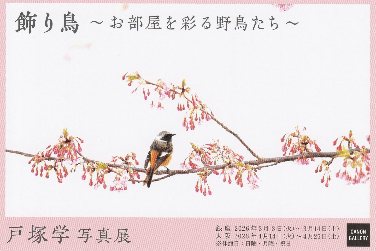 戸塚 学 写真展「飾り鳥～お部屋を彩る野鳥たち～」2026年3月-4月