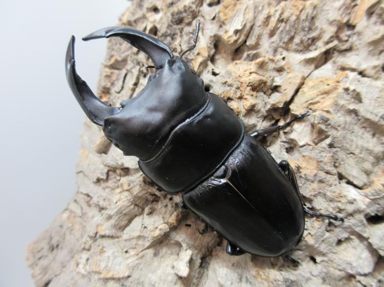 オオクワガタ・能勢YG血統 オス84㎜(同複88.2㎜) A'品 単品 | クワガタ