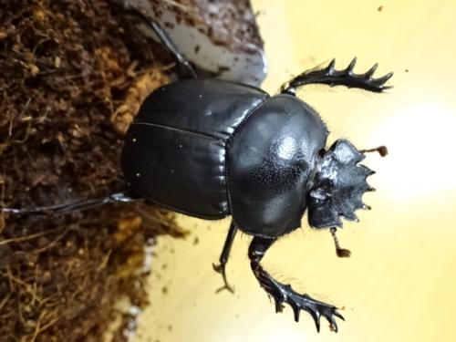 くわかぶプラネット / 【WD】エジプト産スカラベ(タマオシコガネ)(単品)