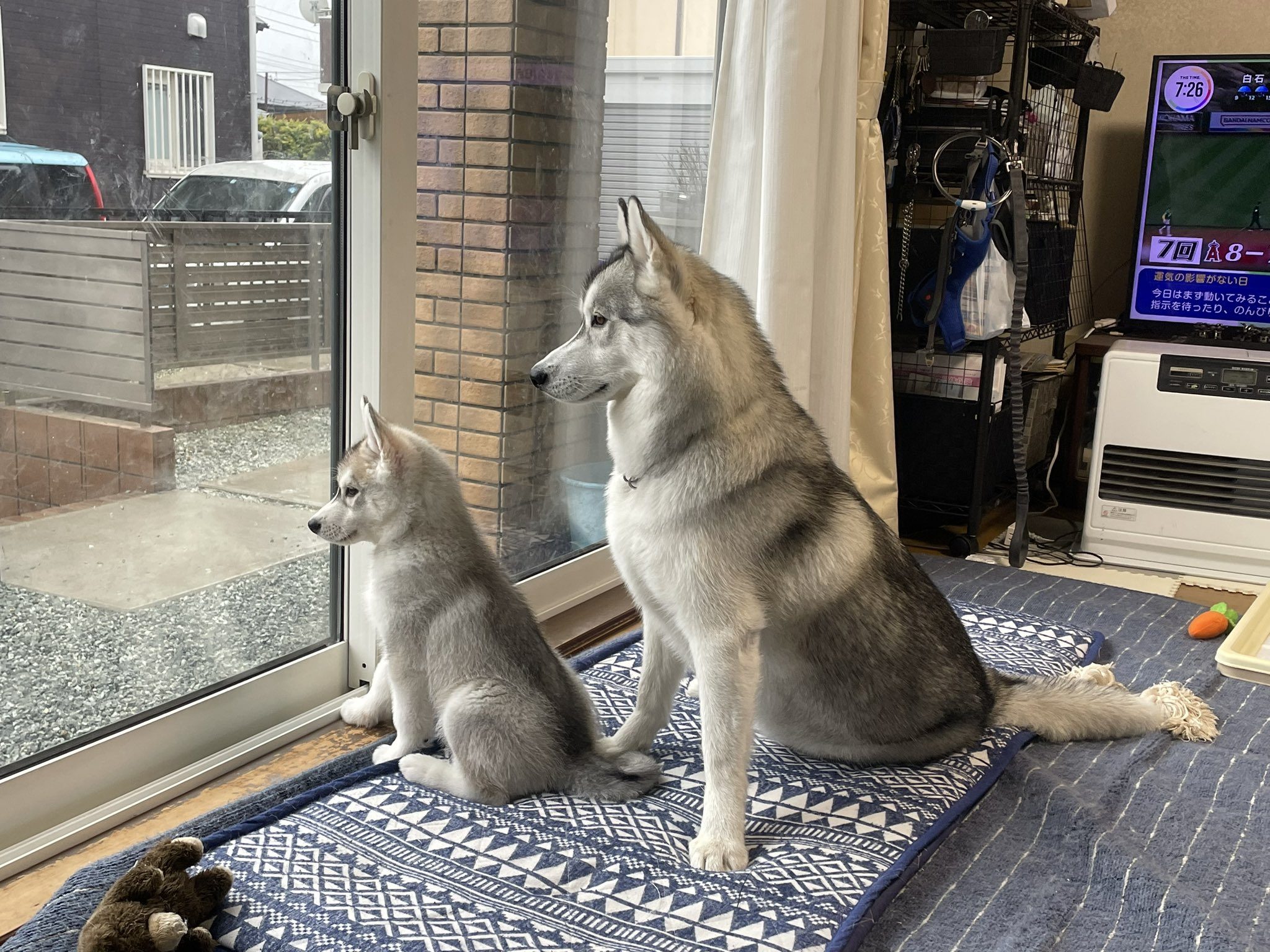 パパを見送る2匹のシベリアンハスキー→しかし、ママが家を出ようと