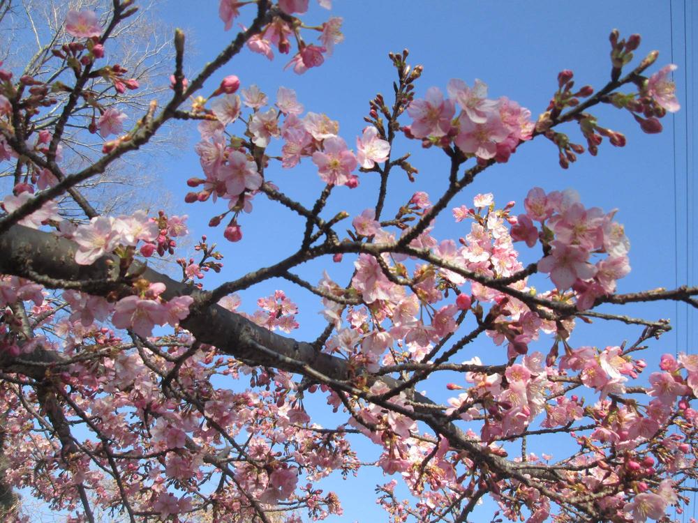 2026🌸桜ブログ🌸 はじまります🌸|桜開花｜ブログ|金沢動物園公式