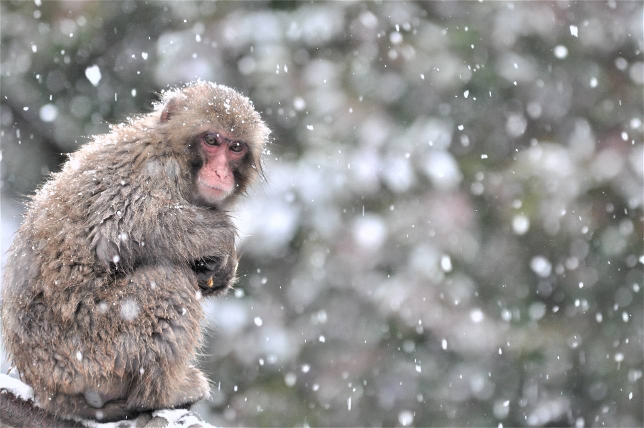 リアル・・・【スノーモンキー】の日🐒⛄|飼育日誌｜ブログ|よこはま