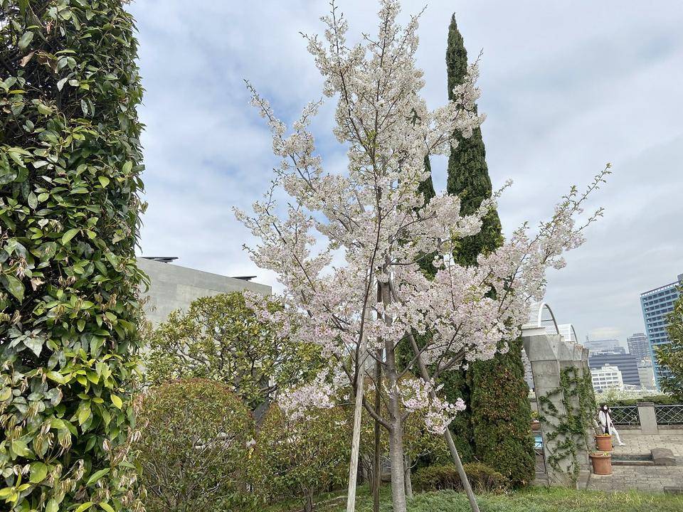 山手イタリア山庭園桜開花情報【3/30】|桜開花｜ブログ|山手イタリア山