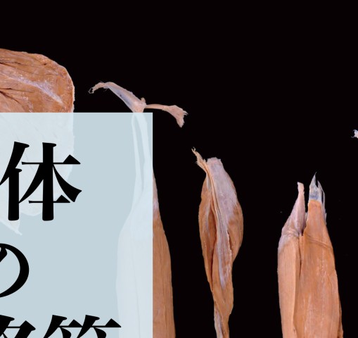 人体の骨格筋 上肢 第1版』 立ち読み