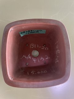 美芸 特選鉢 - Bonsai Network Japan