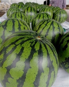 うまさ独占富里スイカ L2玉: JA富里市|【JAタウン】産地直送