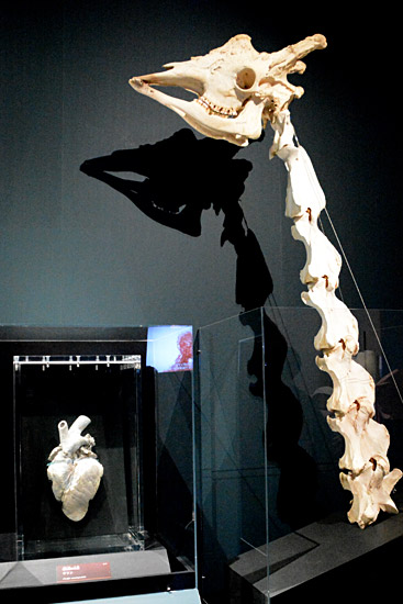 キリンの心臓（左）と頭部骨格標本…：特別展「人体－神秘への挑戦