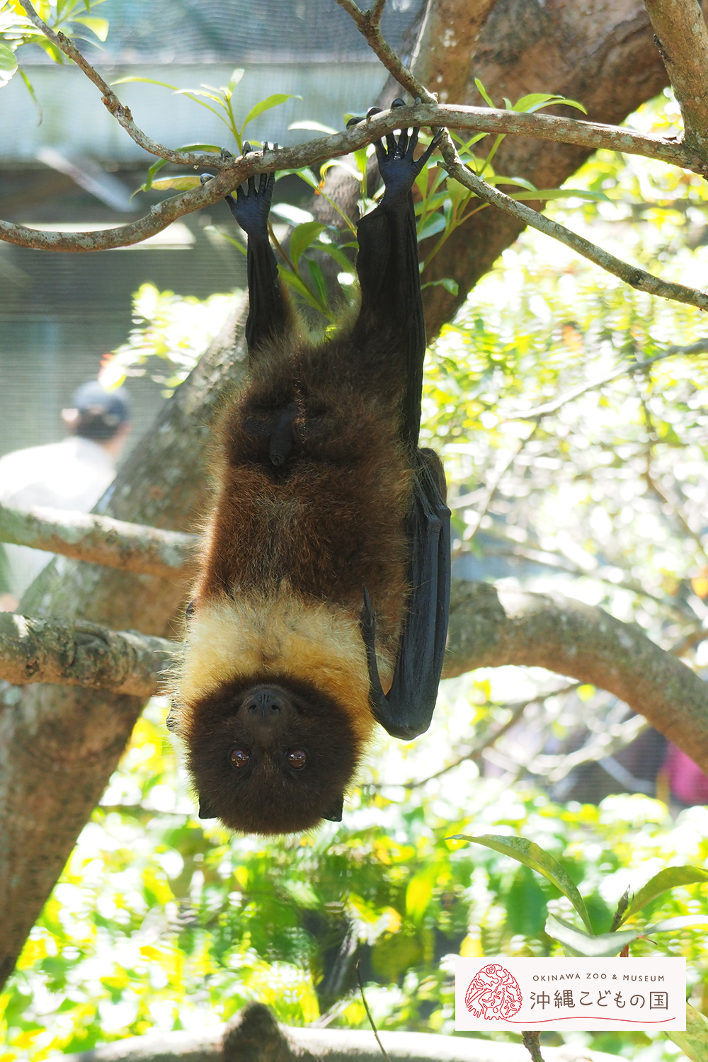 オリイオオコウモリ | 沖縄こどもの国 - Okinawa Zoo & Museum