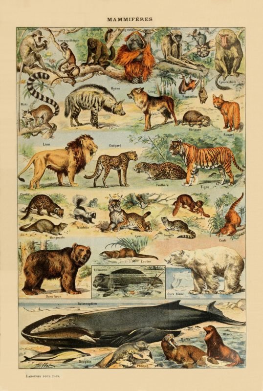 Antique Illustrations – Old Maps Library