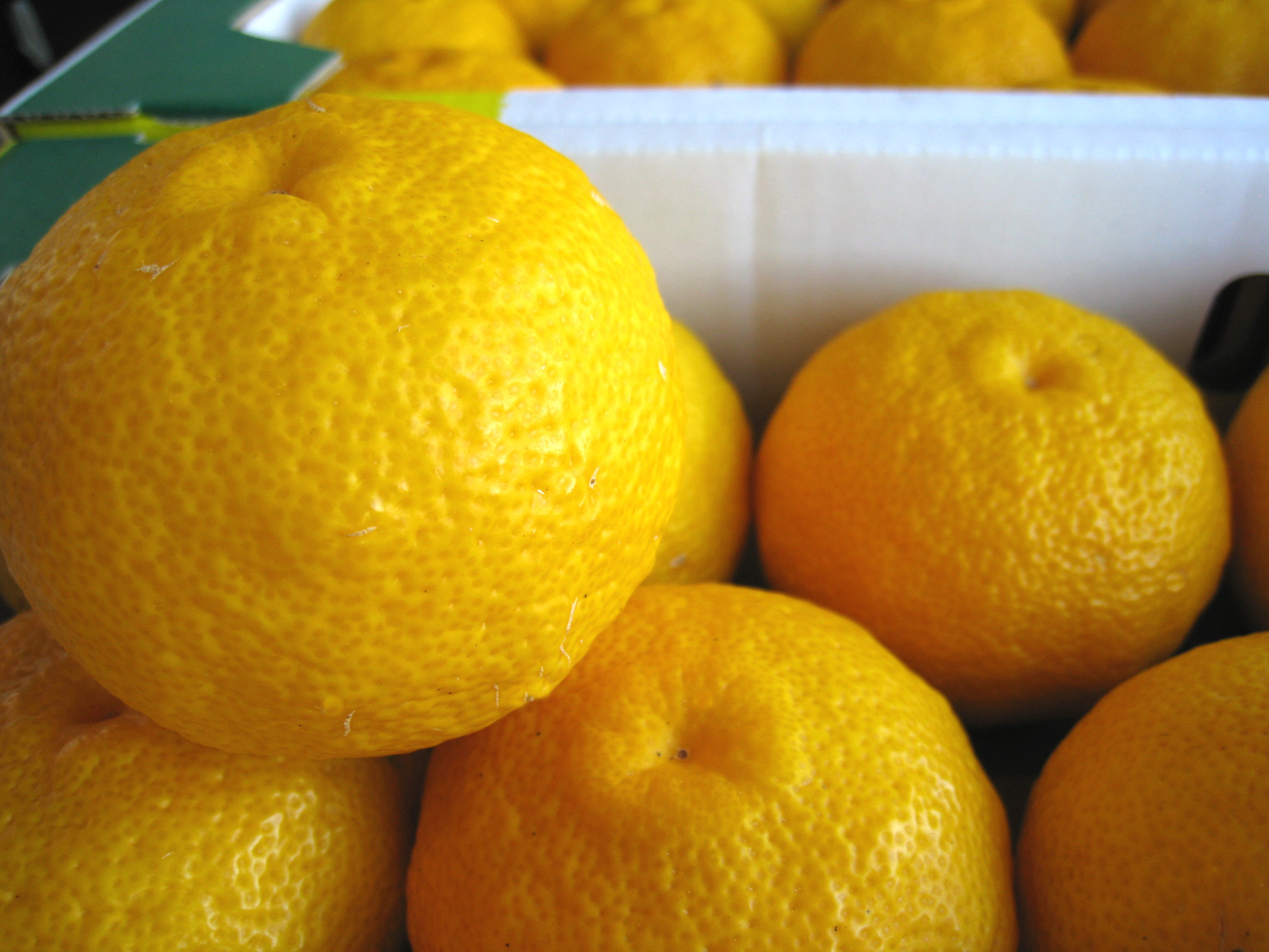 高知県産 ゆず玉（青玉、黄玉）柚子 | オレンジハートのくだもの屋