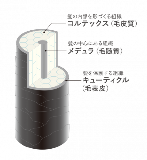 毛髪の基本構造～それぞれの役割と髪が生える仕組み～ | ヘアコラム