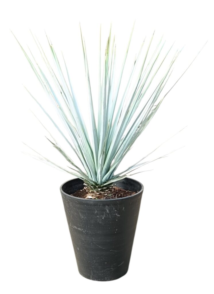 ユッカ リギダ 8号サイズ | HITOTOKI by MAKIMO PLANT