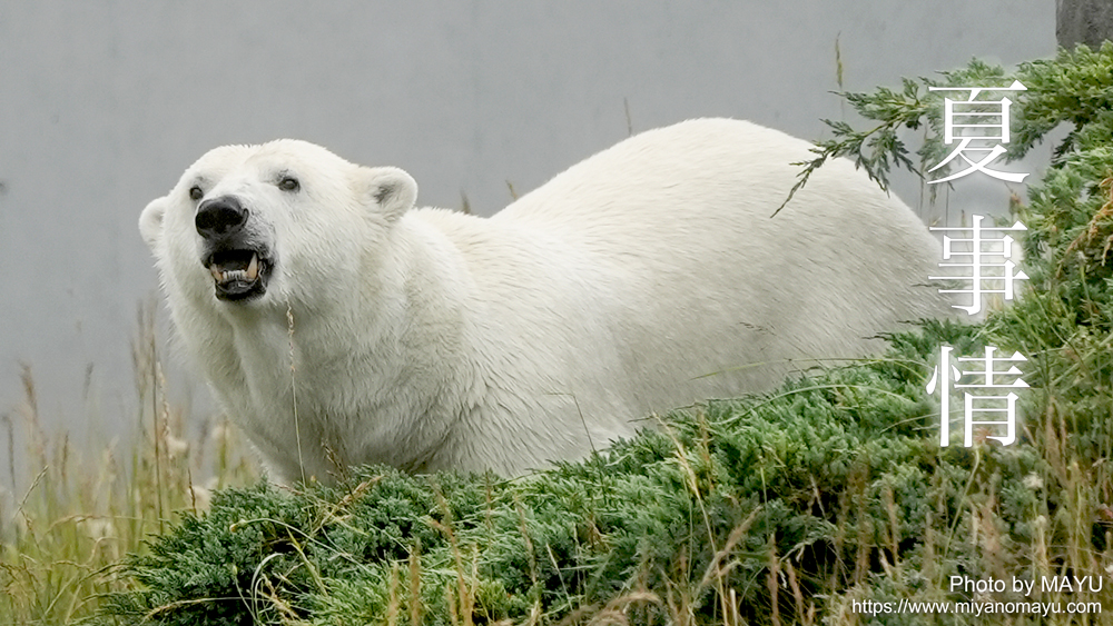しろくまにっき】空白の4時間〜ホッキョクグマ館の夏事情 | 北の暮らし